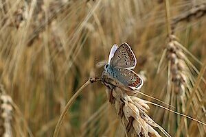 Foto-2-Blaeuling_St.JohannerWinterweizen_c-Stefanie-Suchy