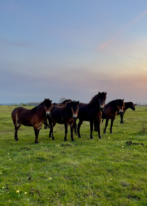 05 Exmoorponyherde ©Jan Haft