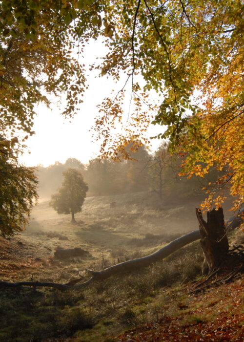 09 Ursprünglicher Wald ©nautilusfilm